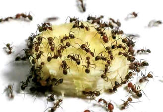مستند جالب مورچه و موز