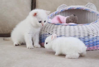 کلیپشو گربه سفید و خرگوش سفید