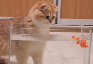 کلیپشو گربه ها آموزش ماهیگیری