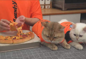 آموزش آشپزی پیتزا با گربه ها