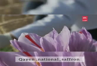 گزارشی در مورد کشاورزان زعفران  تولید و صادرات زعفران  قسمت اول