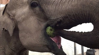 ویدیو کلیپشو فیل و خوردن هندوانه