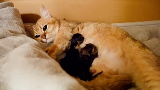 کلیپشو لحظه تولد سه گربه