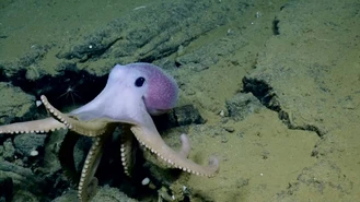 اختاپوس صورتی Pink Octopus اقیانوس