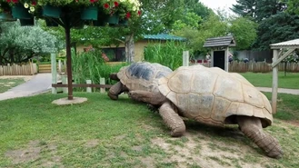 کلیپشو سرعت لاکپشت بزرگ
