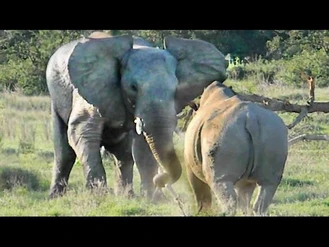 قدرت نمایی فیل در برابر کرگدن