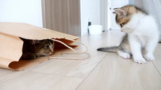 کلیپشو گربه کی‌کی و جعبه کاغذی
