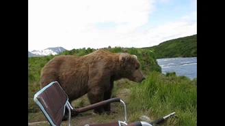 نشستن خرس کنار انسان در طبیعت