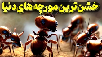 خشن‌ترین مورچه های دنیا