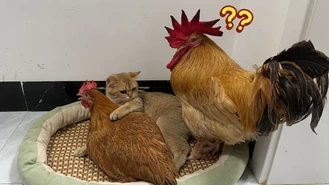 کلیپشو بچه گربه بغل مرغ و خروس