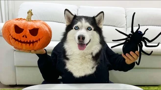 برنامه کودک سوفیا / سگ فرانک و کدو تنبل هالووین