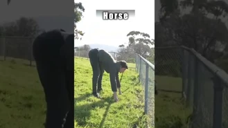حیوانات چگونه از حصار عبور می کنند 