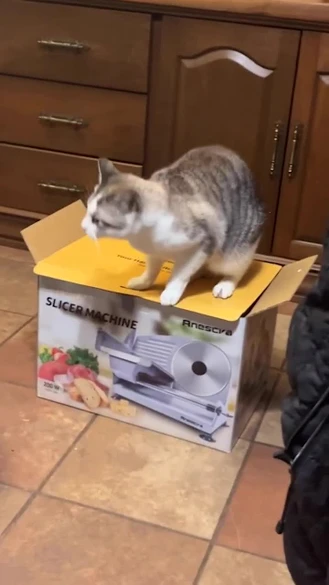 گربه ای که گربه ی دیگه رو در جعبه مقوایی زندانی کرده