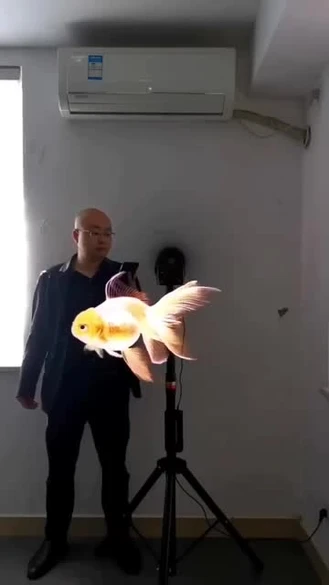 ماهی گلدفیش با نور در آکواریوم فالکون 