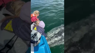 برخورد گردشگران با یک نهنگ عظیم الجثه از نزدیک