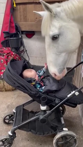 خیلی بامزه ست / مراقبت اسب از بچه کوچک
