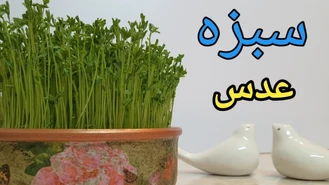 آموزش سبزه عدس برای هفت سین عید